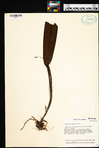 Image of Cattleya maxima