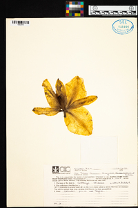 Cattleya trianae image