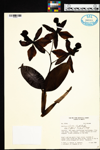 Cattleya violacea image