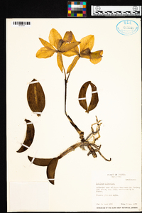 Cattleya walkeriana image