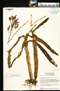 Caularthron bilamellatum image