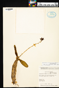 Caularthron bilamellatum image