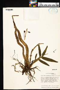 Caularthron bilamellatum image