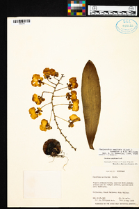 Rossioglossum ampliatum image