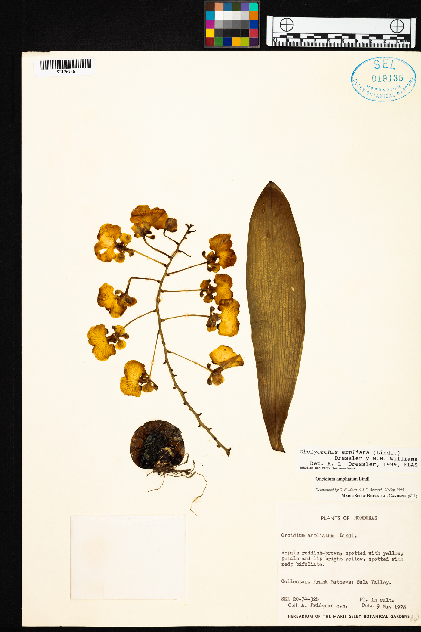 Rossioglossum ampliatum image