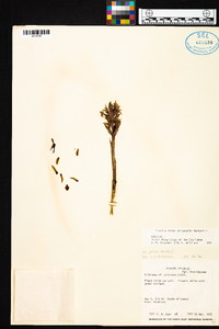 Chloraea philippii image