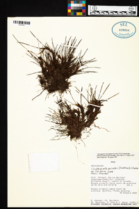 Maxillaria pacholskii image