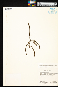 Cleisostoma tenuifolium image