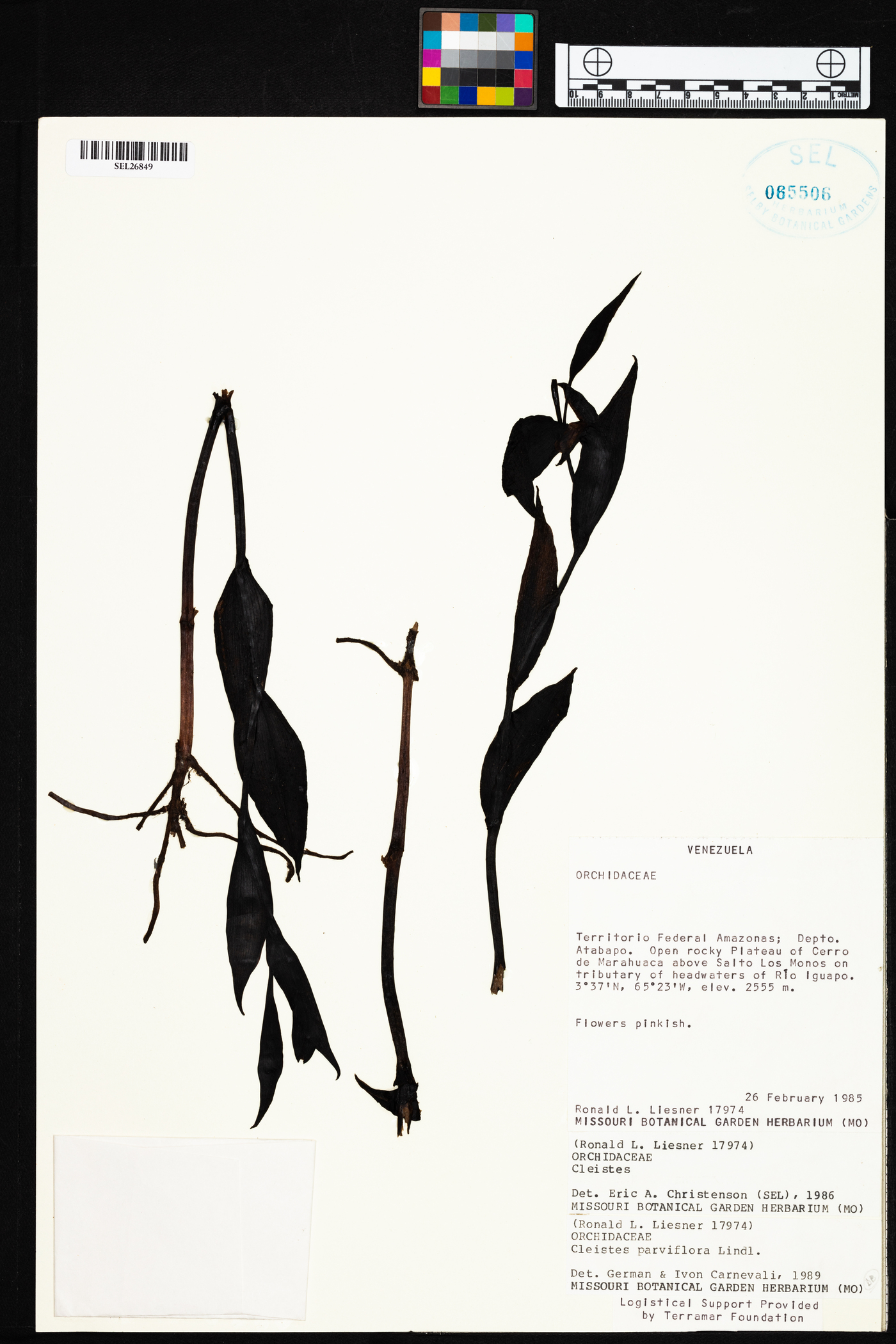 Cleistes parviflora image