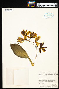 Clowesia russelliana image