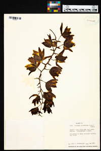 Clowesia russelliana image