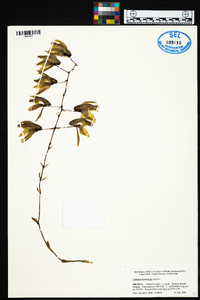 Clowesia dodsoniana image