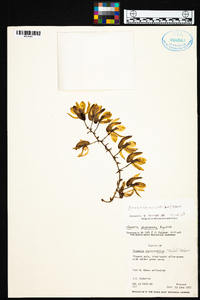 Clowesia thylaciochila image