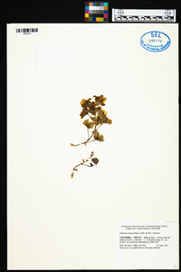 Clowesia warczewitzii image