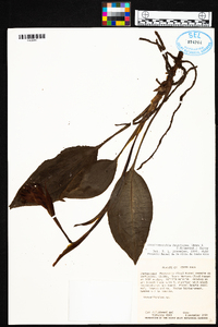 Coccineorchis bracteosa image