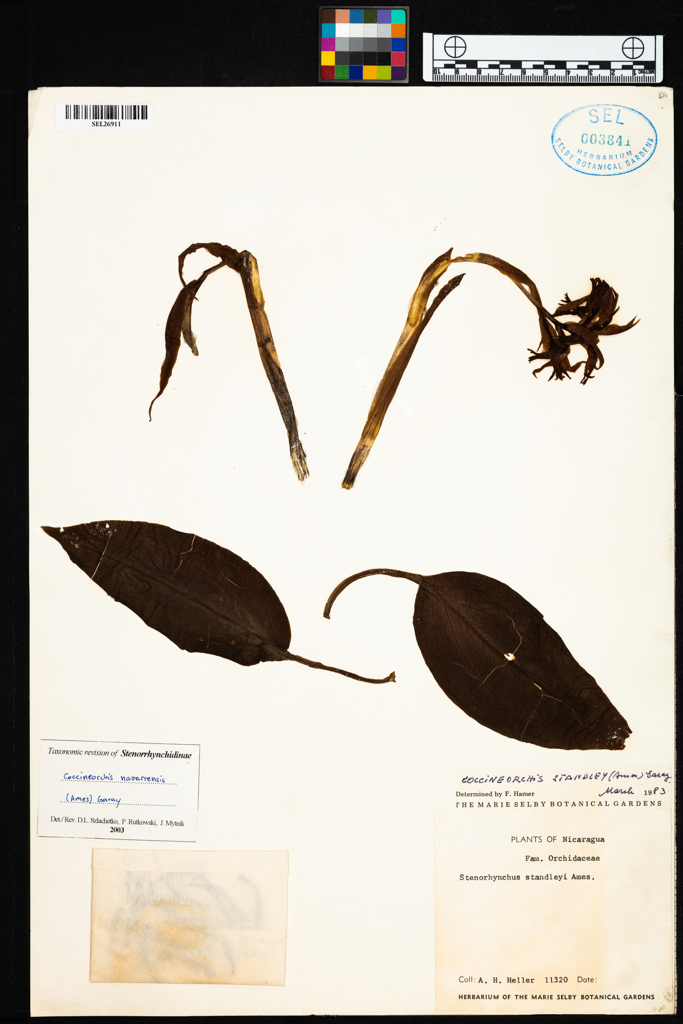 Coccineorchis navarrensis image