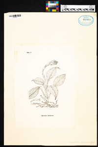 Coccineorchis navarrensis image