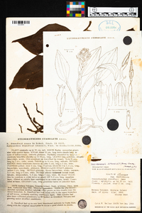 Coccineorchis standleyi image