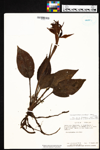 Coccineorchis standleyi image