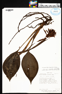 Coccineorchis standleyi image