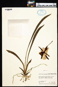 Cochleanthes aromatica image