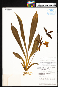 Cochleanthes aromatica image