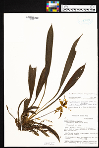 Cochleanthes aromatica image