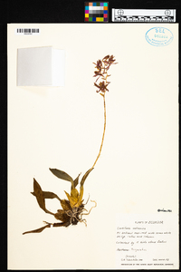 Oncidium vulcanicum image