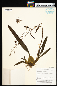 Oncidium vulcanicum image