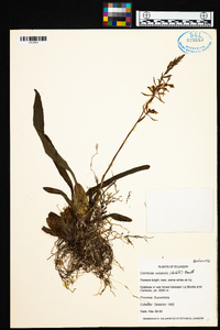 Oncidium vulcanicum image