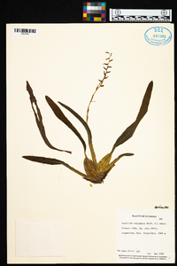 Oncidium vulcanicum image