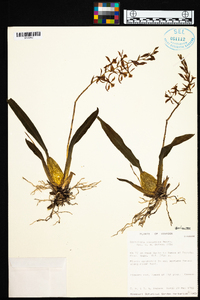 Oncidium vulcanicum image