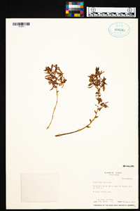 Oncidium vulcanicum image