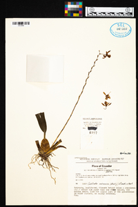 Oncidium vulcanicum image