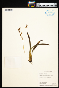 Oncidium vulcanicum image