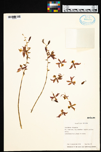 Oncidium vulcanicum image