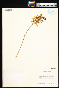 Oncidium vulcanicum image