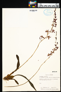 Oncidium vulcanicum image