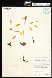 Codonorchis lessonii image