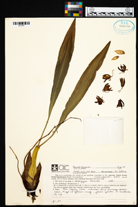 Coelogyne flaccida image