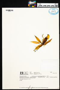 Coelogyne lawrenceana image