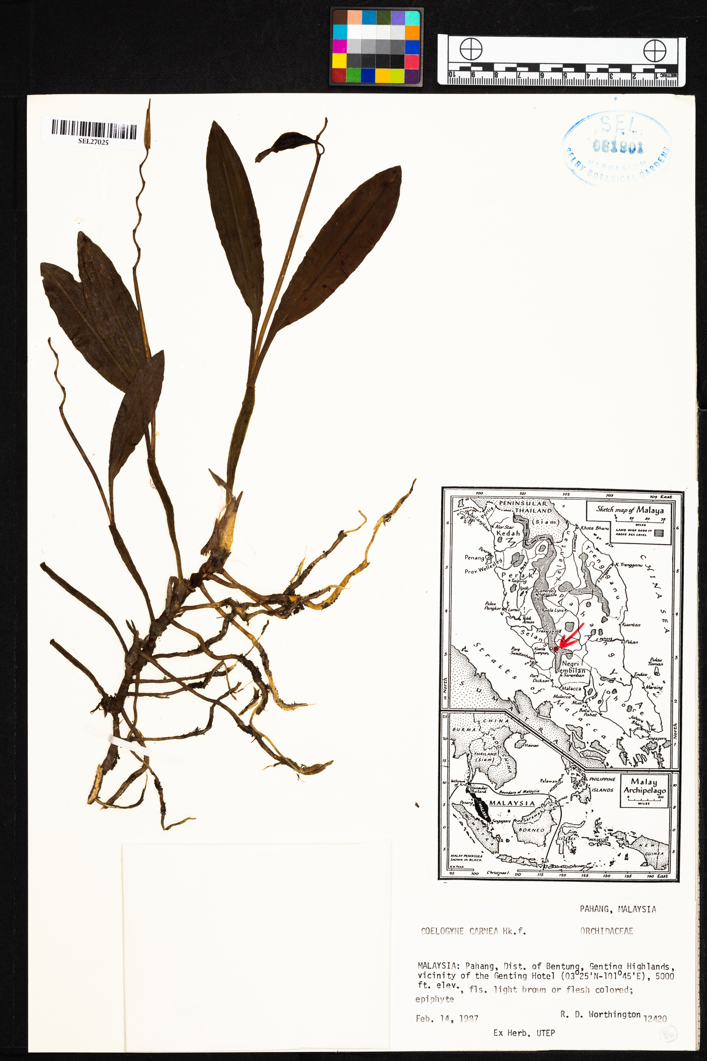 Coelogyne carnea image