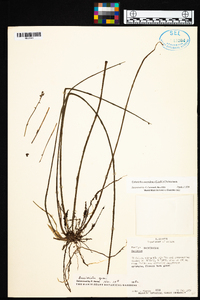 Cohniella ascendens image