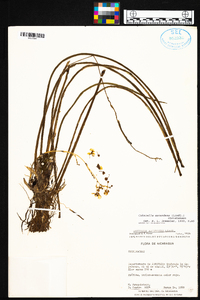 Cohniella ascendens image