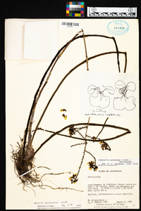 Cohniella ascendens image