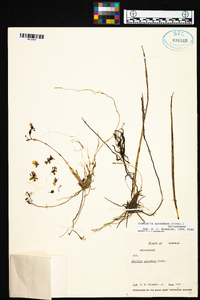 Cohniella ascendens image