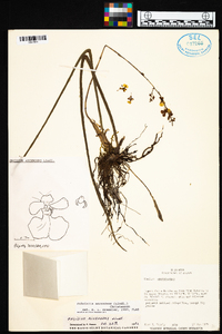 Cohniella ascendens image