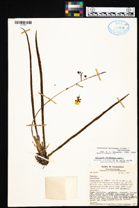 Cohniella ascendens image