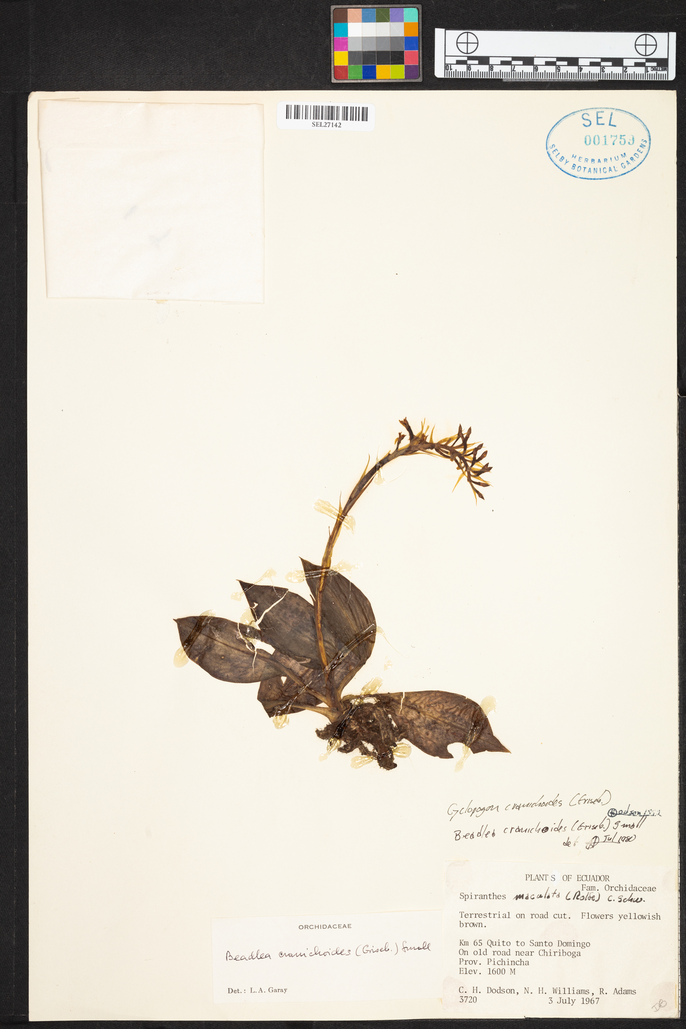 Cyclopogon cranichoides image