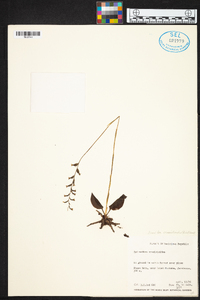 Cyclopogon cranichoides image